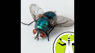 Are flies easier to swat if you move slowly?