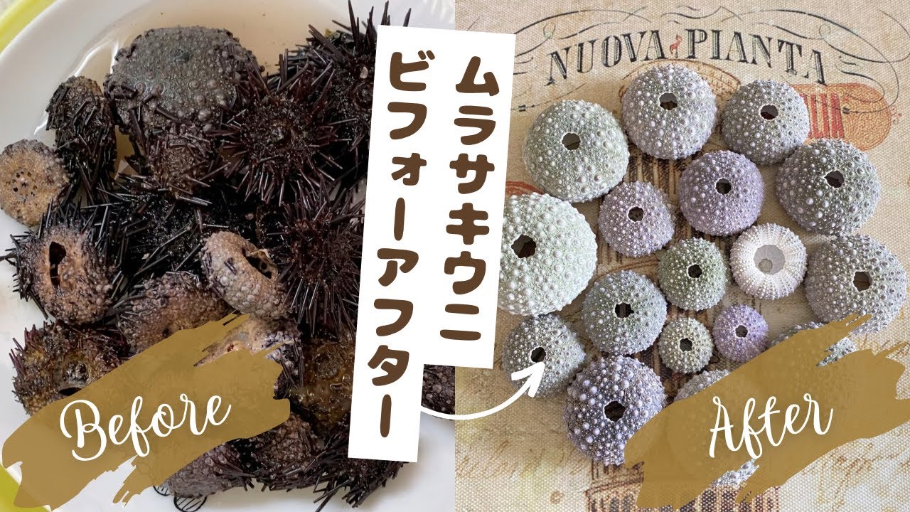 ウニ殻標本作り】ムラサキウニを漂白したら劇的ビフォーアフター - YouTube