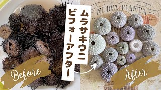 レアな南国方面の深海種 ウニ殻・標本(Stereocidaris indica) ウニ殻標本作り】ムラサキウニを漂白したら劇的ビフォーアフター - YouTube
