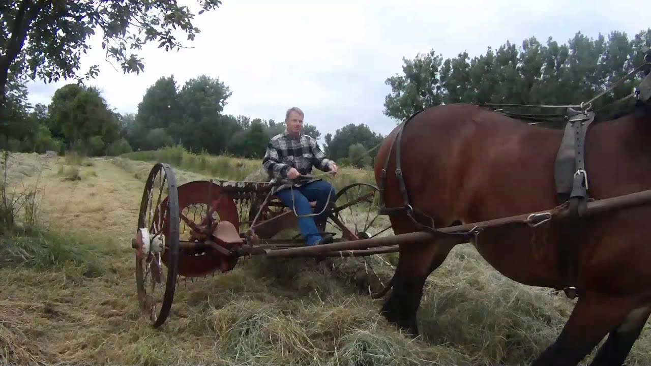 Making hay with Belgian draft horse/ Hooien met trekpaard