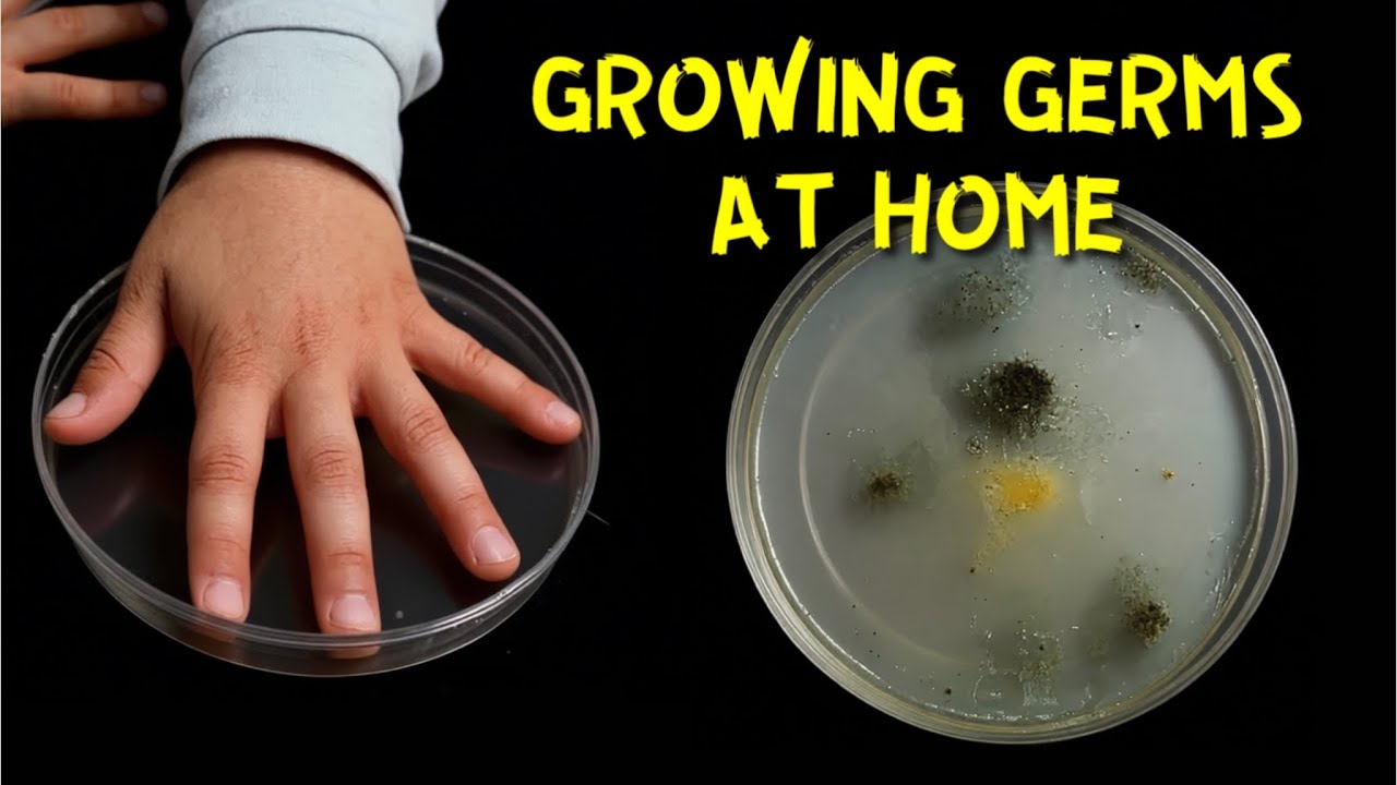 How to grow Germs and Bacteria at Home? | Kid’s Science Experiment ...