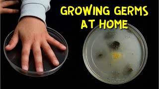How to grow Germs and Bacteria at Home | Kid’s Science Experiment Teaching About Hygiene