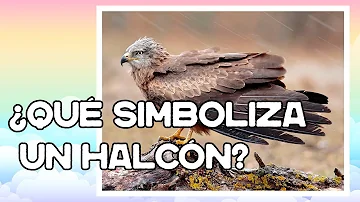 ¿Qué simboliza un halcón?