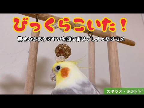 びっくらこいた！】〜驚きのあまりオヤツを頭に乗せてしまったオカメ
