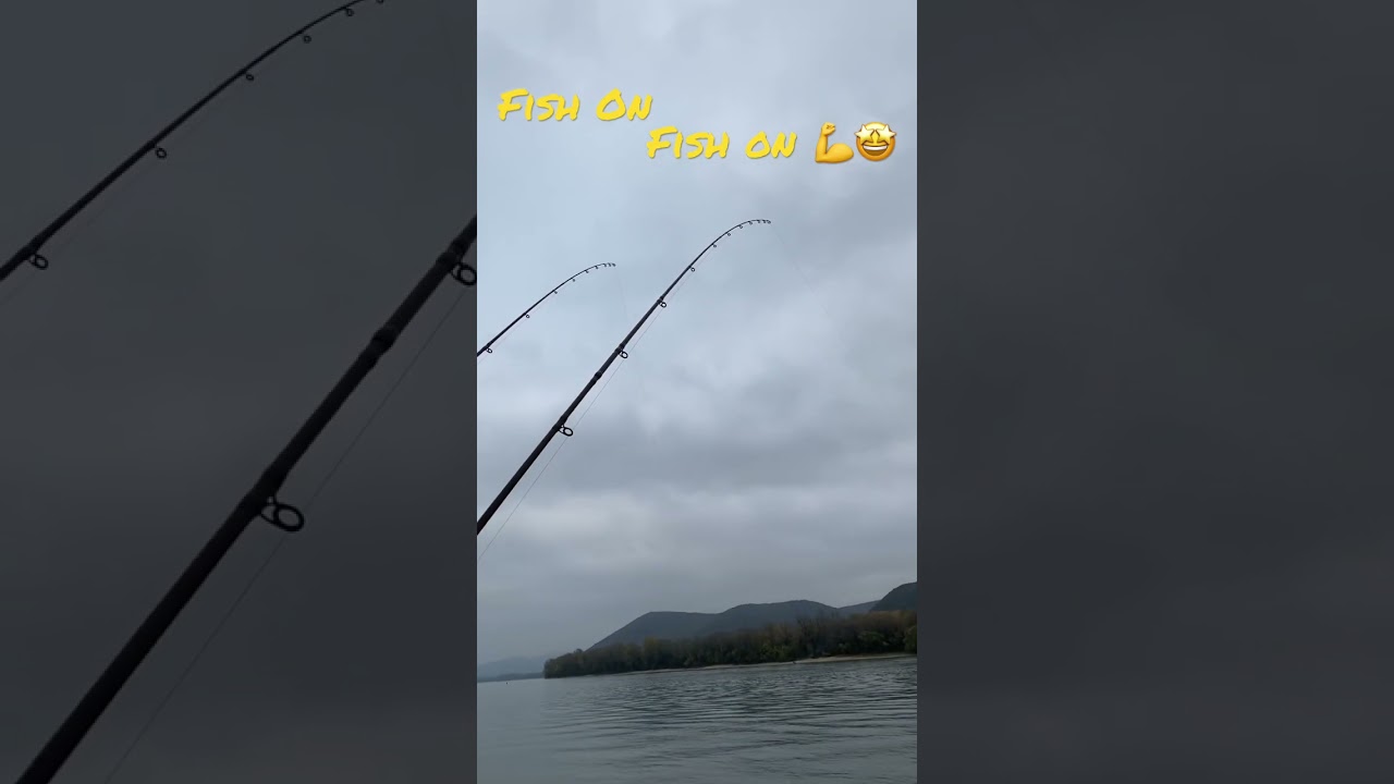 Danube fish on 🤩💪