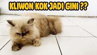 KLIWON BERUBAH SETELAH DI KAWINKAN by Kucing himalayaku official 21 views 3 months ago 7 minutes, 9 seconds