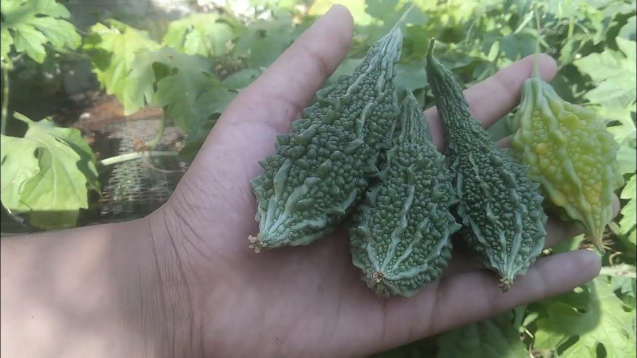 Harvesting day of Bitter gourd YouTube