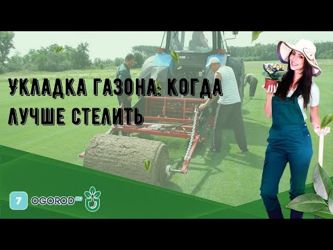 Укладка газона: когда лучше стелить