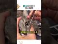猫の目に潜む謎の物体のサムネイル