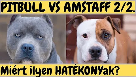 Che incrocio e l Amstaff?