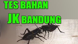 TES BAHAN JANGKRIK ADUAN DARI KOTA BANDUNG