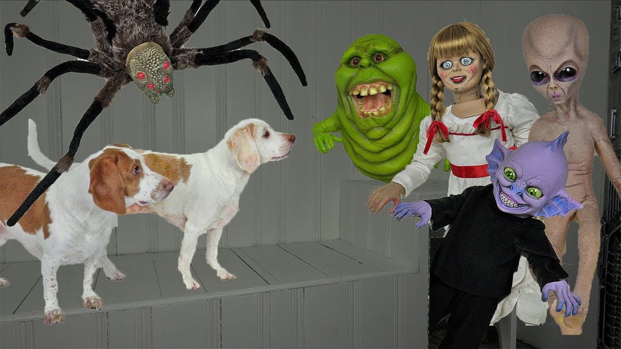 Dogs vs Haunted House that Comes Alive! Funny Dogs Maymo & Potpie See Ghosts Come Alive on Hallo