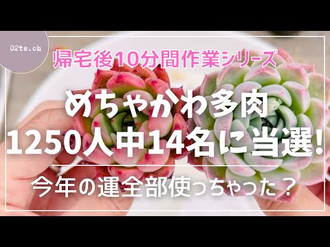 【多肉植物#190】【帰宅後ピンポーン】突然の宅配便✨ひゃっほーーーい！