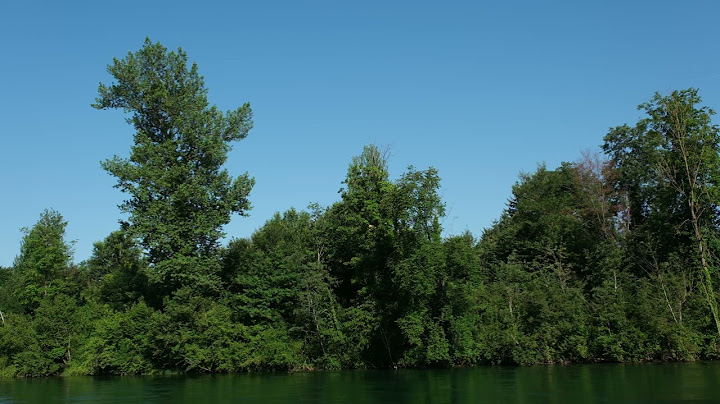 Fluss Ufer im Sommer, ein Natur Hintergrund aus der Schweiz