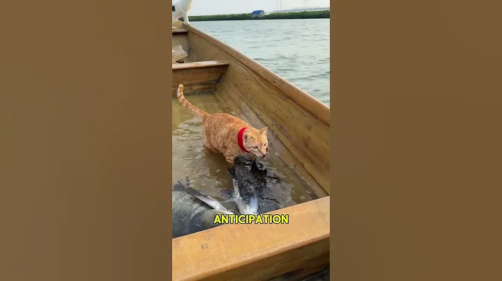 🐟 😺Four Cats, One Fishing Trip #usa #shorts #cat #fishing