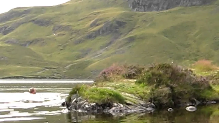 Steve attacked by protective gul at Stickle Tarn, ...