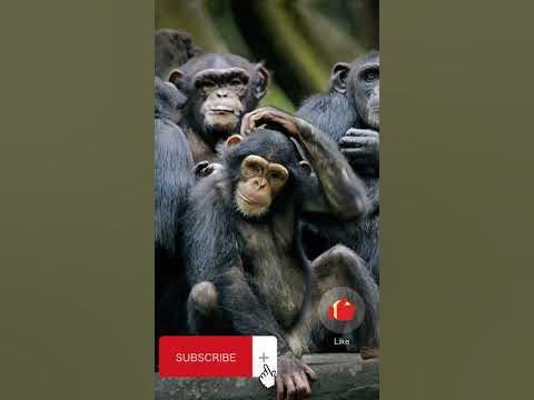 Chimpanzees interesting facts #animals #chimpanzee #facts #shortsfact #