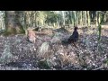 Slow Mo Ditch Hoppers GEEGEE DOGS Pyrenean Sheepdog Mini American Shepherd Springer Spaniel