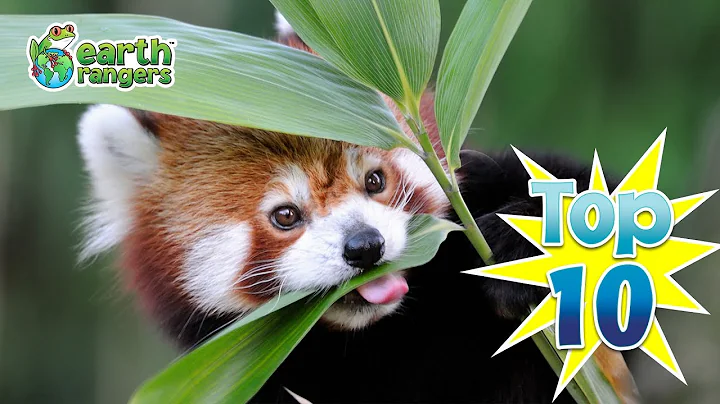 Top 10 Silly Animal Resolutions For New Years | Earth Rangers