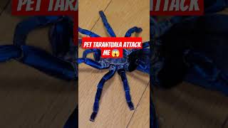 My Pet Tarantua Attack Me