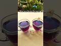 Aparajita flower tea 💟💟💟 #ytshorts #shortvideo #bluetea