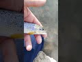Piccola Trota Fario