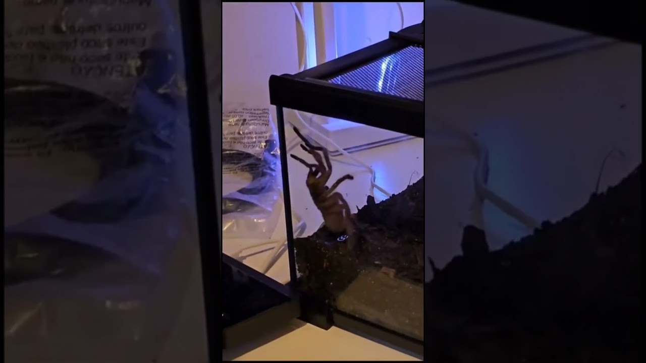 beautiful isn't he!! 