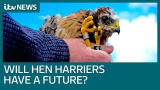 Future Of Hen Harriers In The Uk Hangs In The Balance Itv News