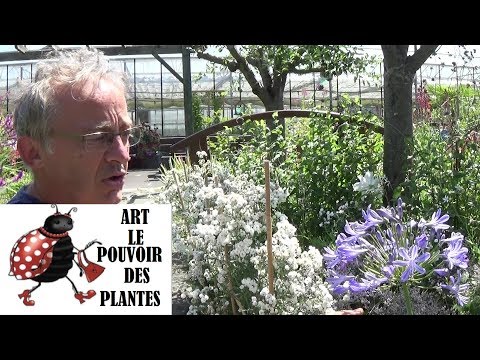 Vidéo: Tailler les plantes d'agapanthe - Apprenez à tailler l'agapanthe