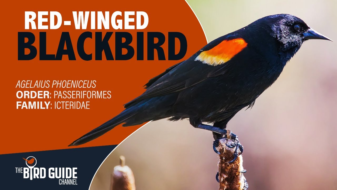 Red-winged Blackbird | Field and Stream (The Bird Guide Channel)