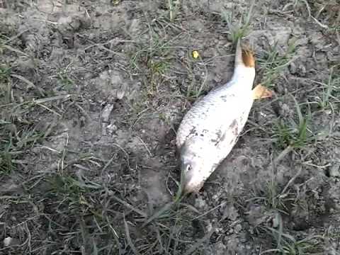 თევზაობა