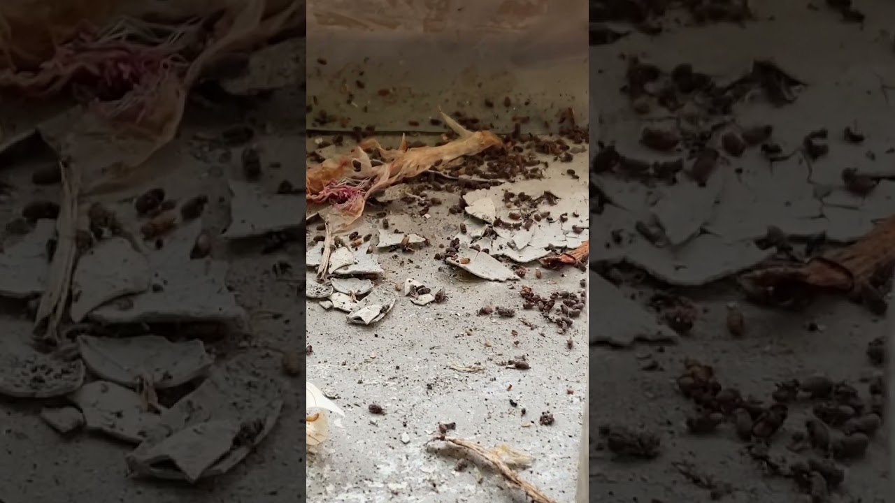 Жук кожеед в квартире.