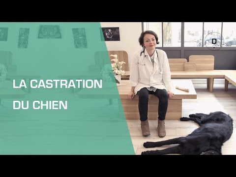 La castration du chien - Animaux