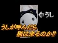 【ねこ】うしが呼んだら猫は来るのか⁉【パぺ家】
