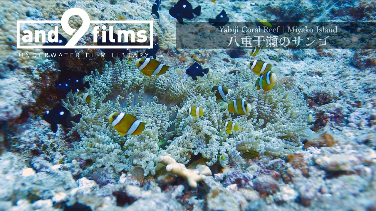 クマノミ | Clark's Anemonefish | Amphiprion clarkii - YouTube