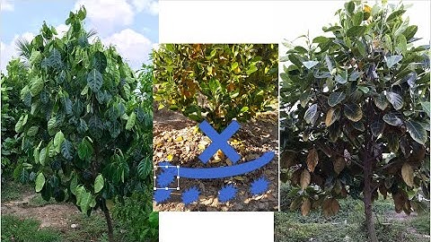 mít bị héo rũ. cách khắc phục mít bị héo. mít ngủ ngày. kỹ thuật cây trồng