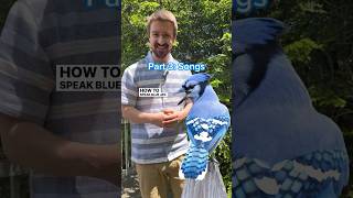 How To Speak Blue Jay Part 3 Songs