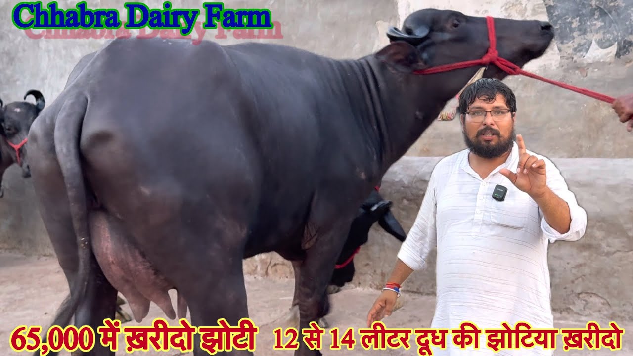 12 से 16 लीटर दूध तैयार की ✅65,000 में झोटी 20 Buffalo For Sale 🏆 Chhabra Dairy Farm 😱#maharashtra 