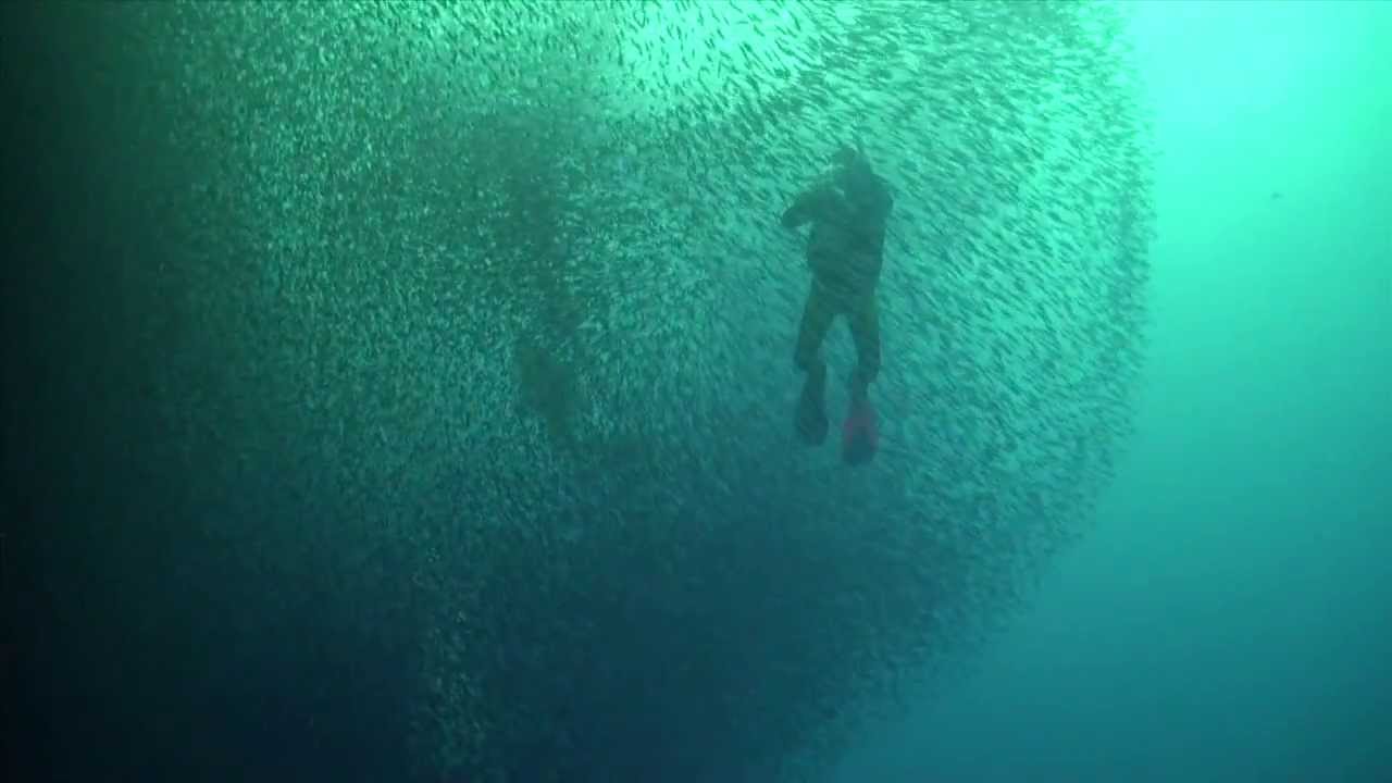 WAOW Indonesia - "Sardine" run in Raja Ampat