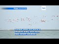 How many birds are killed by offshore wind turbines? Scientists use thermal cameras to find out