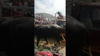 Miawali Kalabagh Mandi