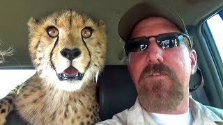 Hunting Wabbits | Cheetah Cubs Train & Hunt Off Lead For Rabbits Hares On Open Range Game Farm