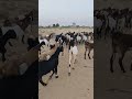 مكافأة الماعز تدخل الساحة بفخر مكافأة الماعز   