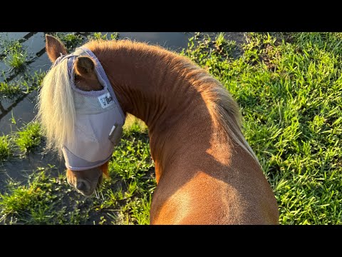 8 minutes with Melissa and Pogo