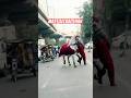 Zuljanah Mast Ali Badshah Lahore Going For Walk Zuljanah Pak