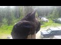 Alaskan Raven named Hank. Love this guy...