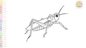 Insect grasshopper drawing | Outline drawings | How to draw A Grasshopper step by step
