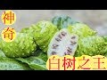 ??????,????????Noni plant benefits. .Buah noni.