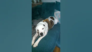 Doggy 