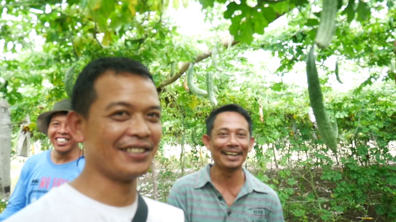 Bacnotan farmers wrap the Ampalaya / bitter gourd  fruits as protection against insects & diseases